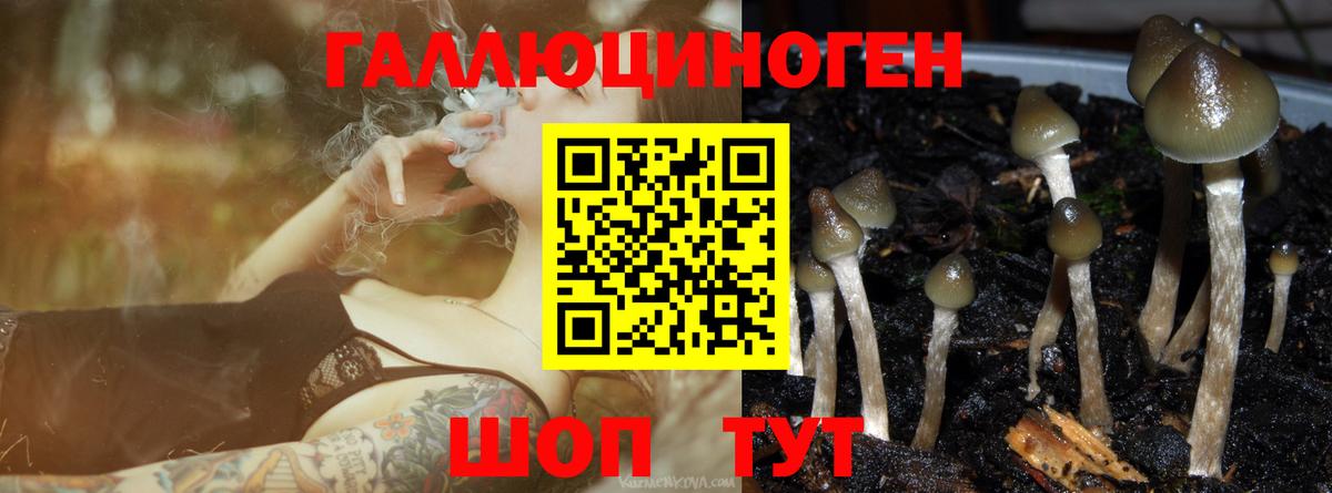 Галлюциногенные грибы Cubensis Каменск-Шахтинский